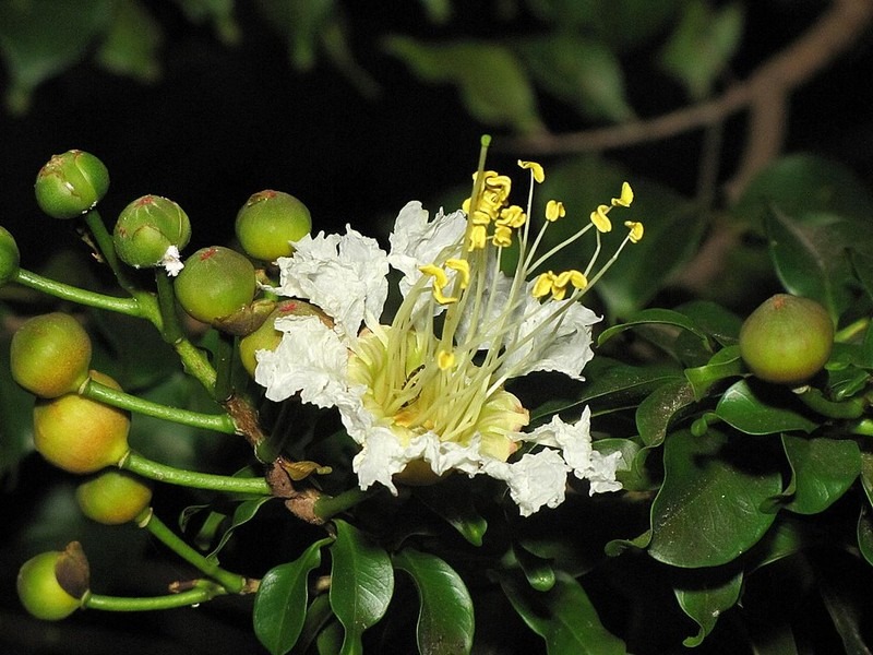 LAFOENSIA GLYPTOCARPA - MIRINDIBA ROSA