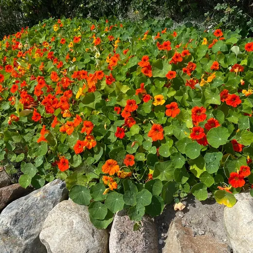 00-tropaeolum-majus_origin_img