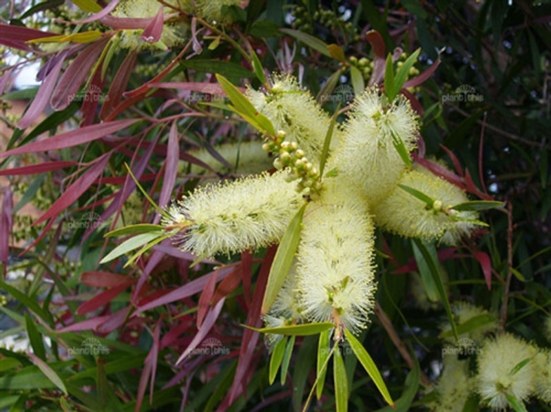 0000408_callistemon-salignus__29255