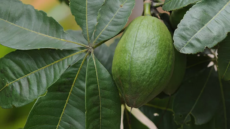 048-bombacopsis-glabra