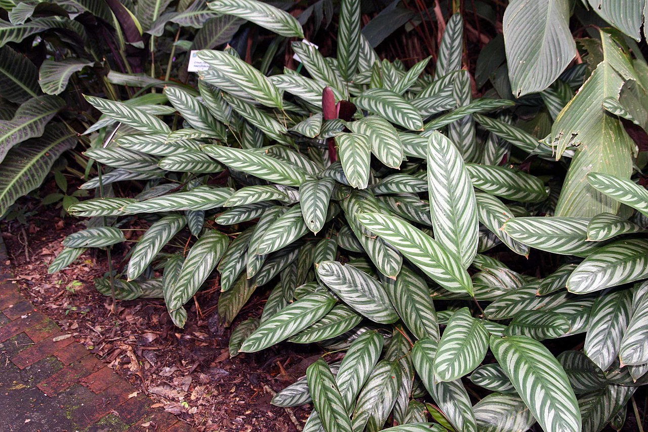 1280px-Ctenanthe_setosa_9zz