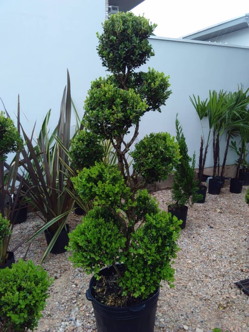 15540957_1235495186516747_4322713923956979776_o