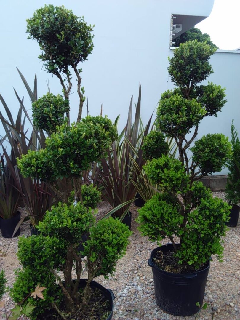 15585298_1235495416516724_1287297990833542556_o