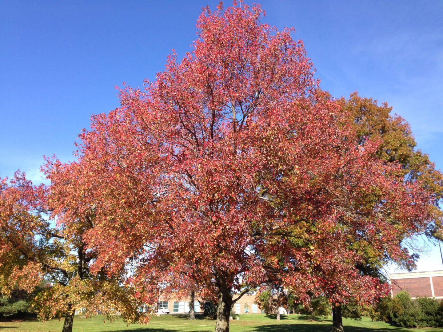 2014-11-02_13_06_29_Sweet_Gum_during_autumn_along_Lower_Ferry_Road_in_Ewing,_New_Jersey