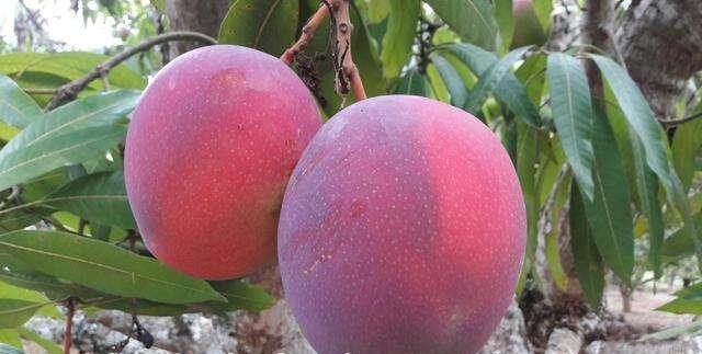 224548-231614-1205036-safra-de-manga-rosa-e-outras-imperdivel