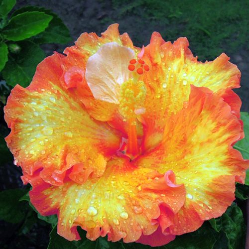 266774017b6c7c57be76fcf384a628f9--hibiscus-flowers-tropical-flowers