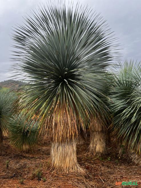 324647-647463-67634726-yucca-rostrata