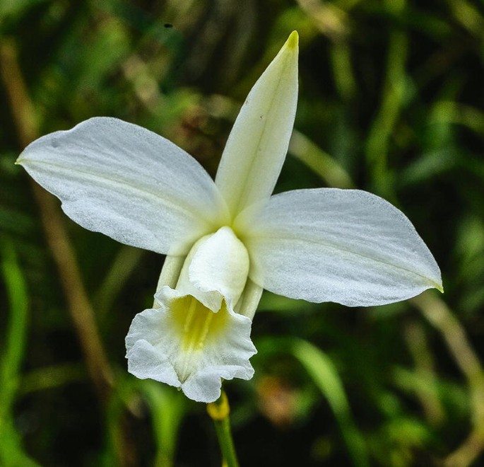 480105_1_En_16_Fig3_HTML