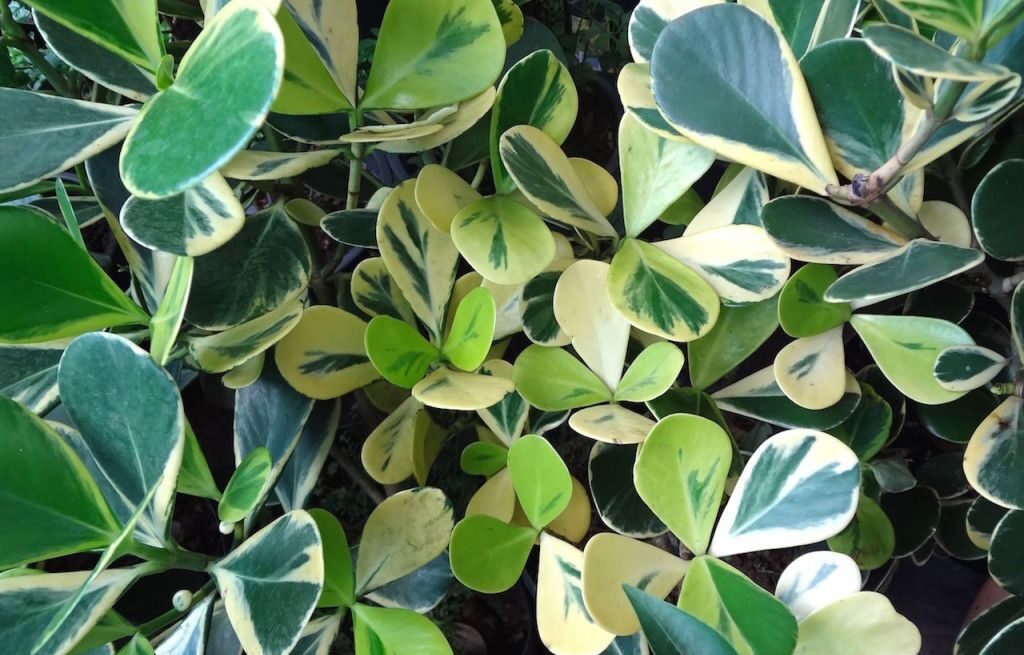 4ad2b5d9f3970f3ef9c6265a1f983fcf-e1689259252397