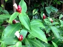 505_1_20201213191137