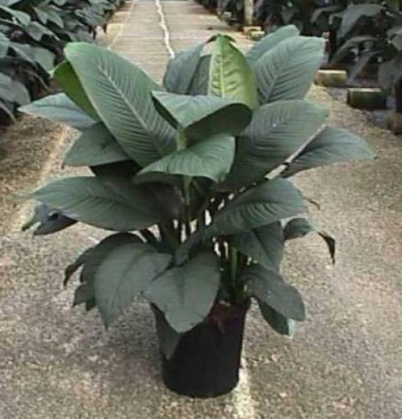 534-foto-sensation_planta__copia_para_o_site