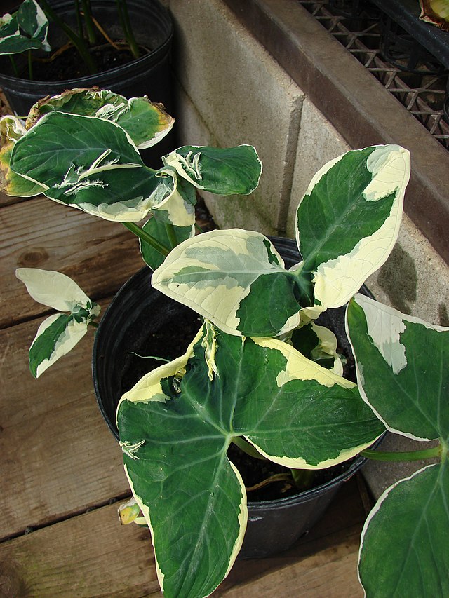 640px-Starr-080103-1379-Xanthosoma_sagittifolium-habit-Lowes_Garden_Center_Kahului-Maui_24808613351