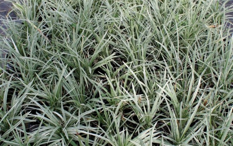 8193-Variegated-Dwarf-Mondo-Grass