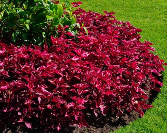 83988985_2783282705051420_6940562666666590208_n