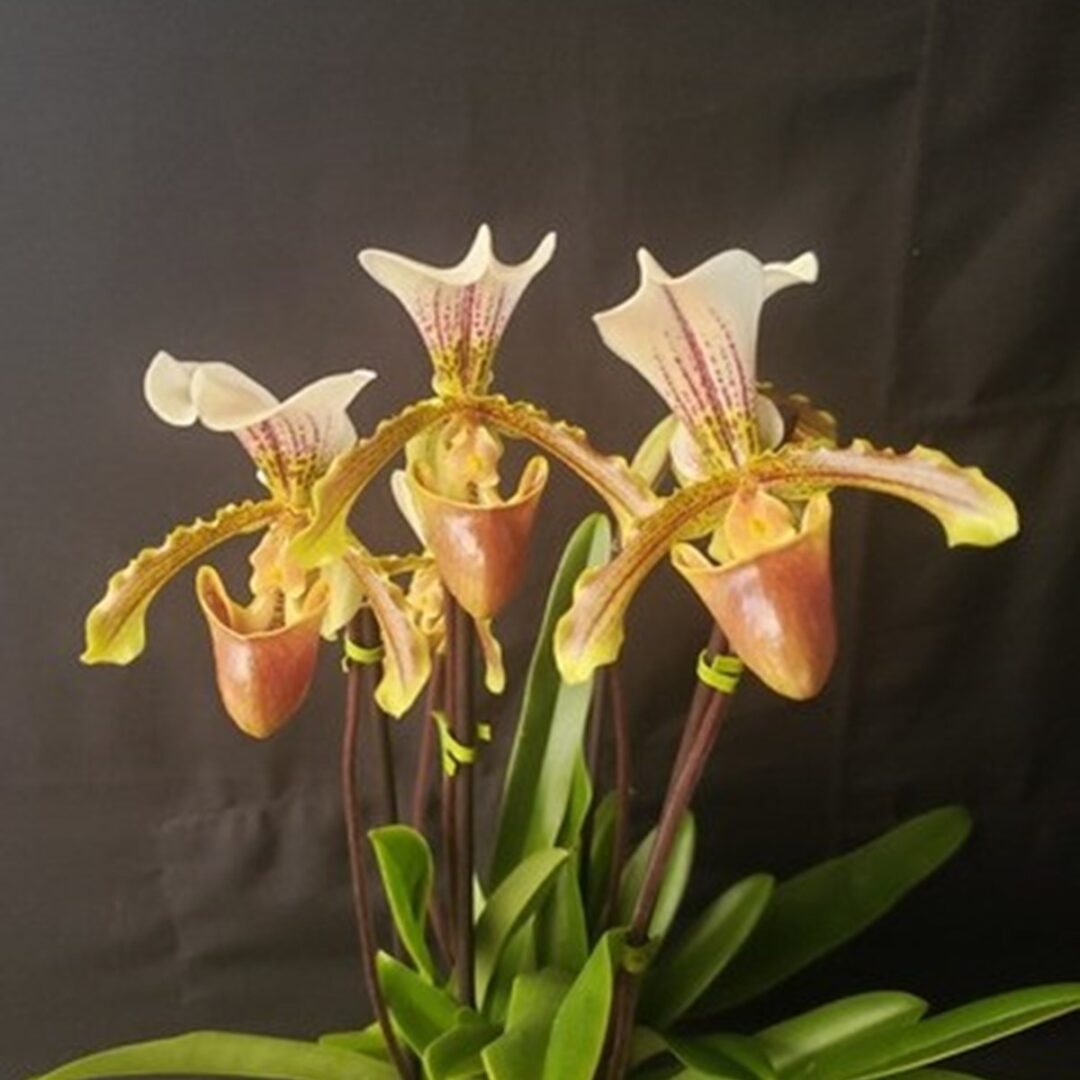 992ebee9-orquidea-sapatinho-com-vaso-paphiopedilum-insigne-adulto-1782150689-4-1825a028572