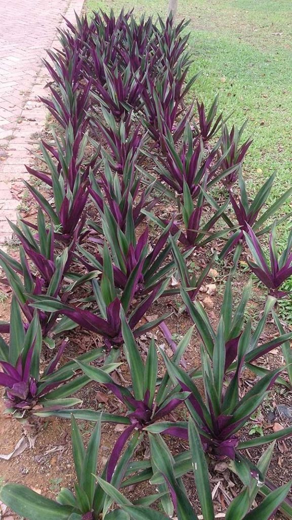 Abacaxi-roxo-22