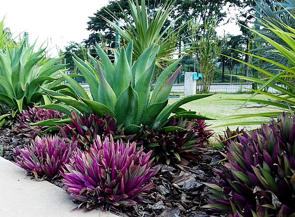 Abacaxi-roxo-3