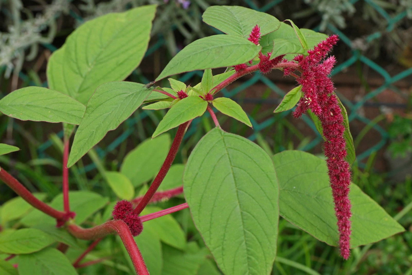 Amaranthus-caudatus