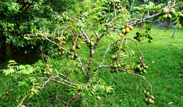 Ambarella-tree