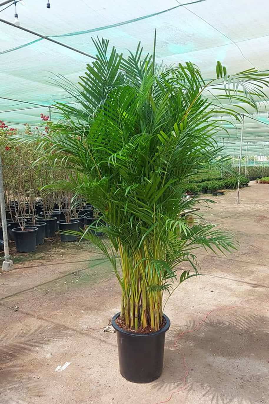 Areca_Palm_Outdoor_-_plantshopme