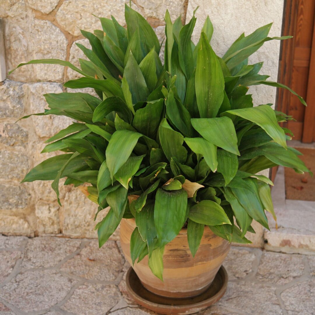 Aspidistra-elatior-1