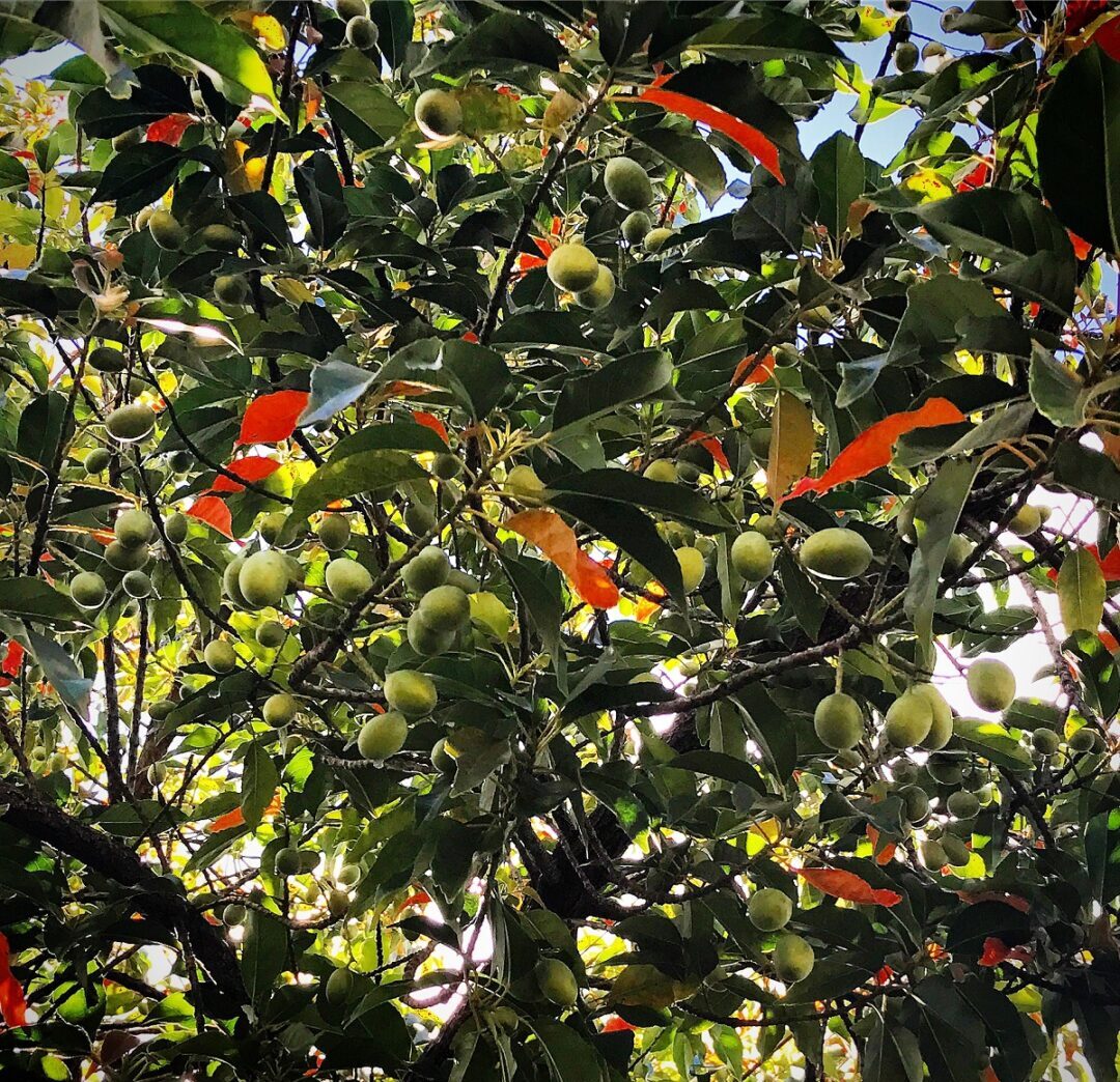 Azeitona do ceilao Elaeocarpus serratus mudas 5