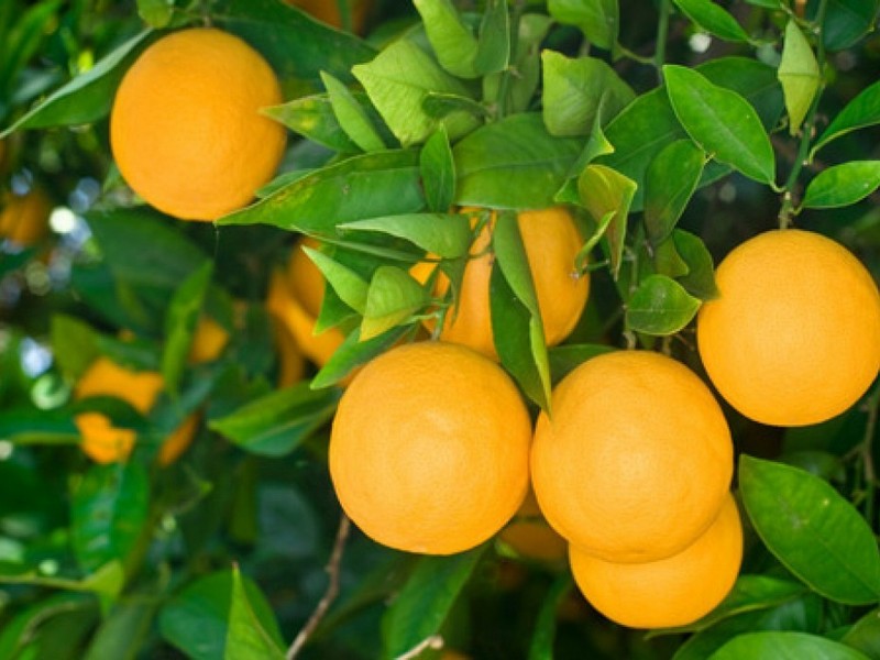 CITRUS-SINENSIS-ViveiroOreades-Planta-00041