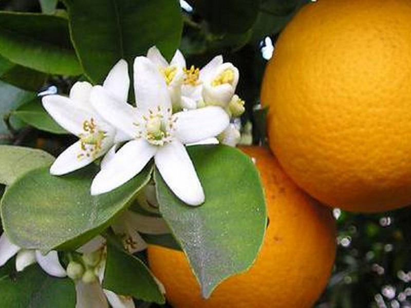 CITRUS-SINENSIS-ViveiroOreades-Planta-00043