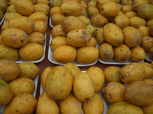 Caja-manga-Spondias-dulcis-cajarana
