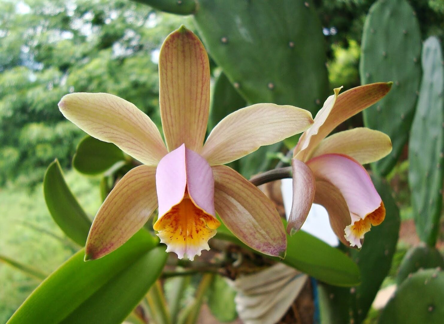 Cattleya_forbesii_04