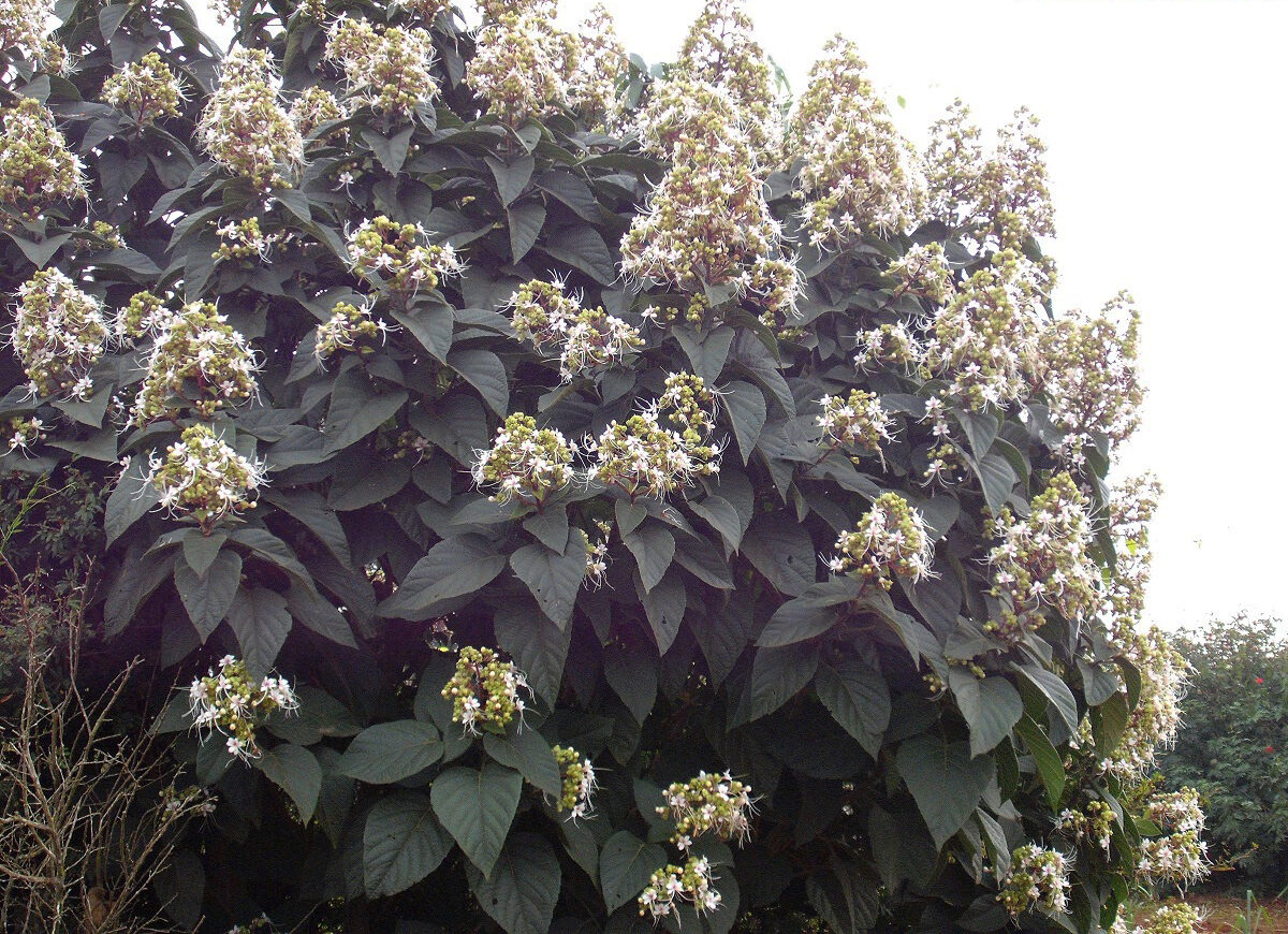 Clerodendro-branco-perfumado-clerodendron-fragrans-mudas-3-e1687266277116
