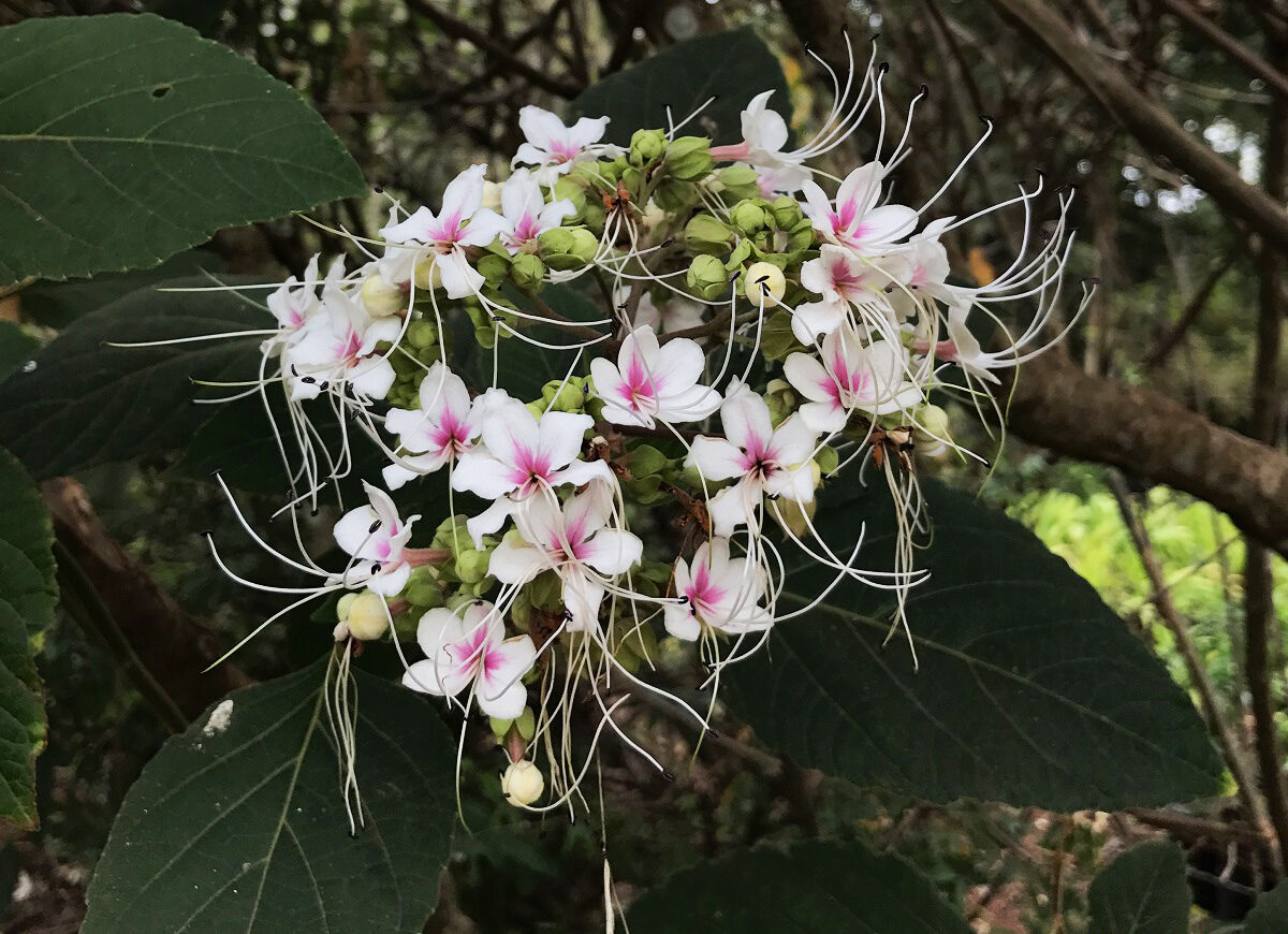 Clerodendro-branco-perfumado-clerodendron-fragrans-mudas-5-e1687266299948