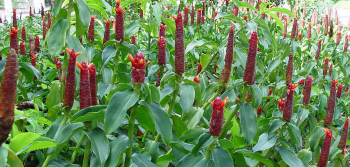 Costus-spicatus-Spiked-Spiralflag-Ginger2-702x336