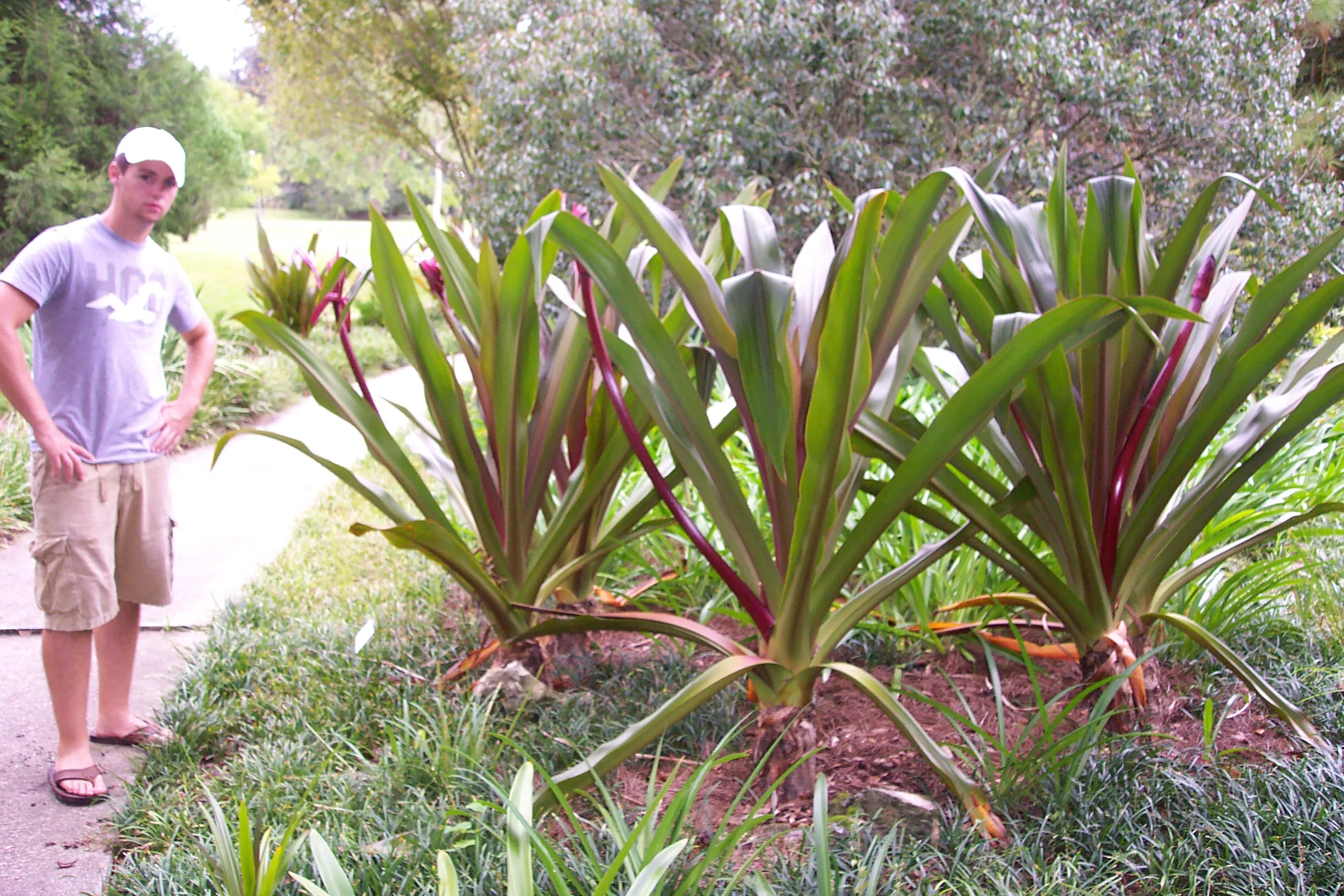 Crinum-procerum-splendens-6