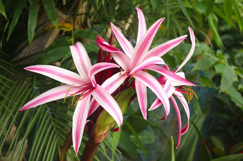 Crinum-procerum-var-splendens