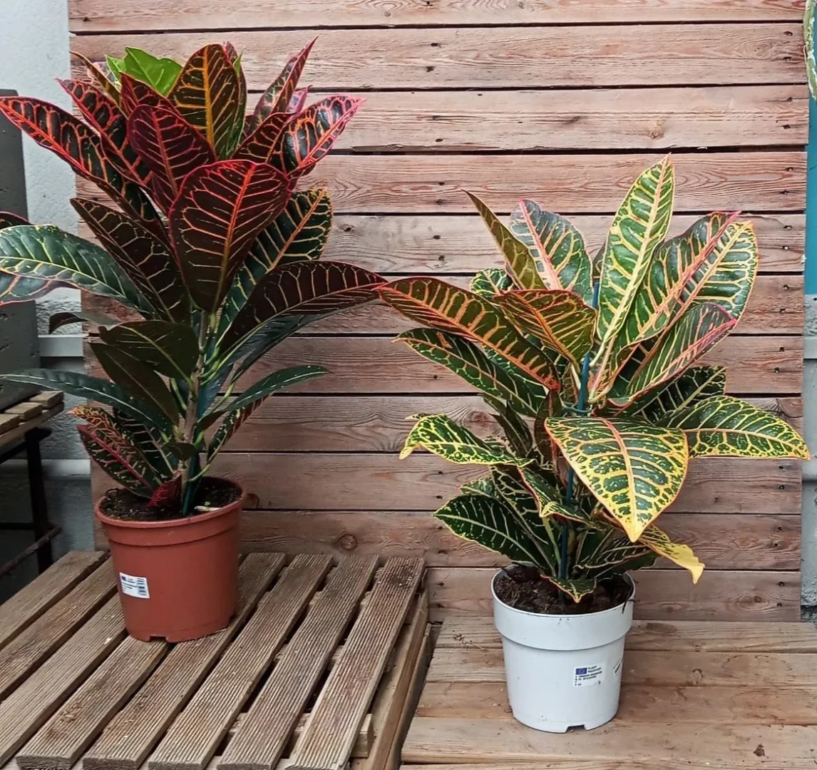 Croton-2-tamanos-00183701-00185778-e1676374241905