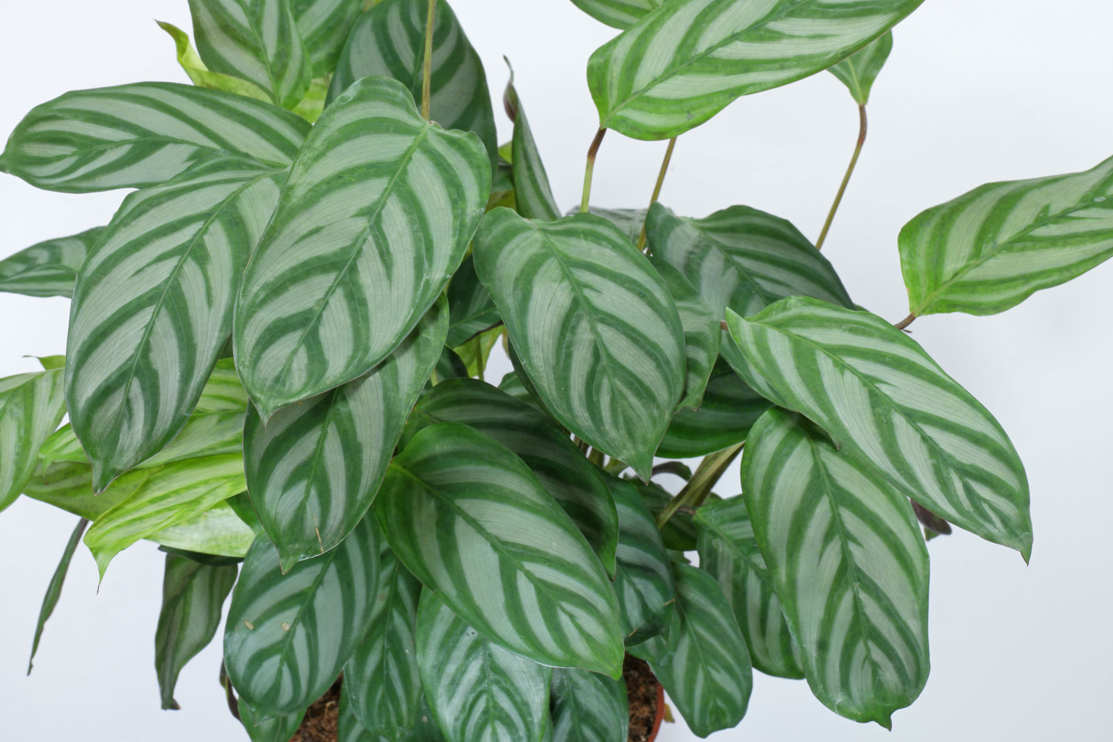Ctenanthe-setosa