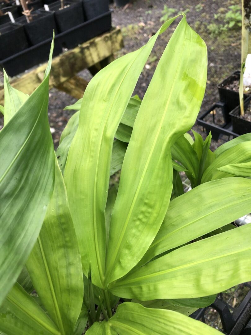 Cyclanthusbipartitus1