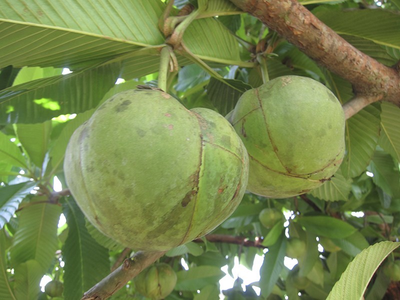 DILLENIA-INDICA-ViveiroOreades-Planta-00052