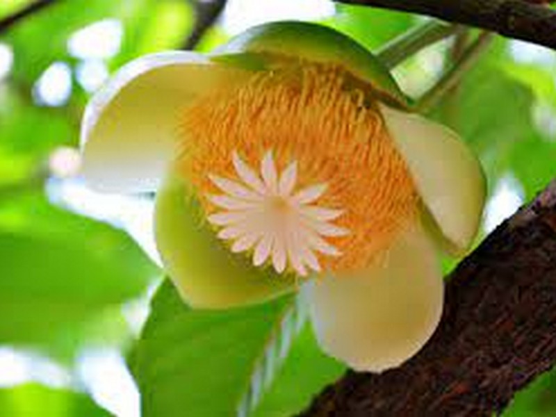DILLENIA-INDICA-ViveiroOreades-Planta-00053