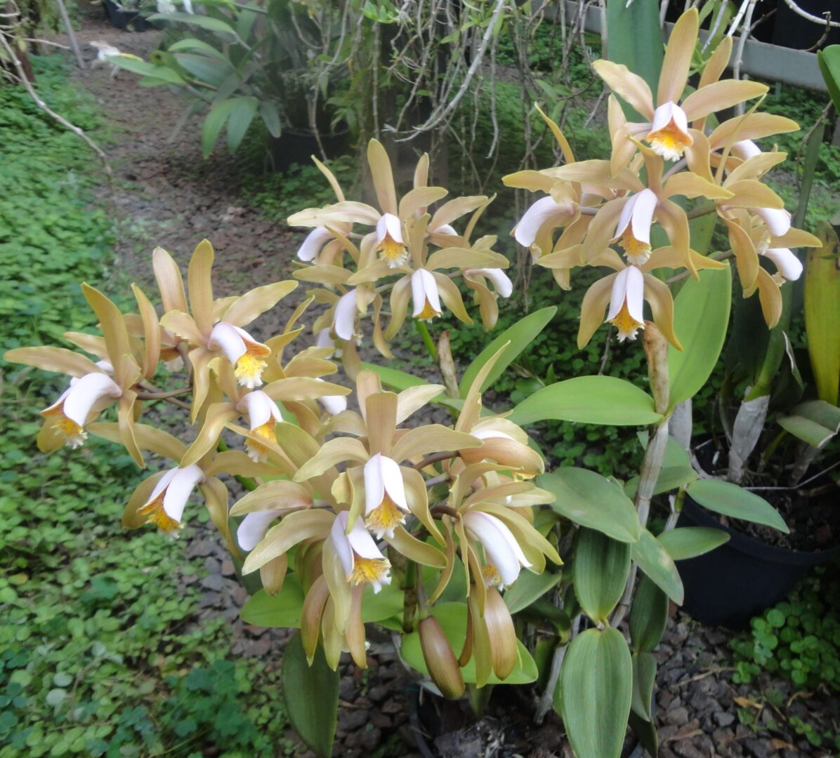 DSC06894-Cattleya-forbesii-scaled-1