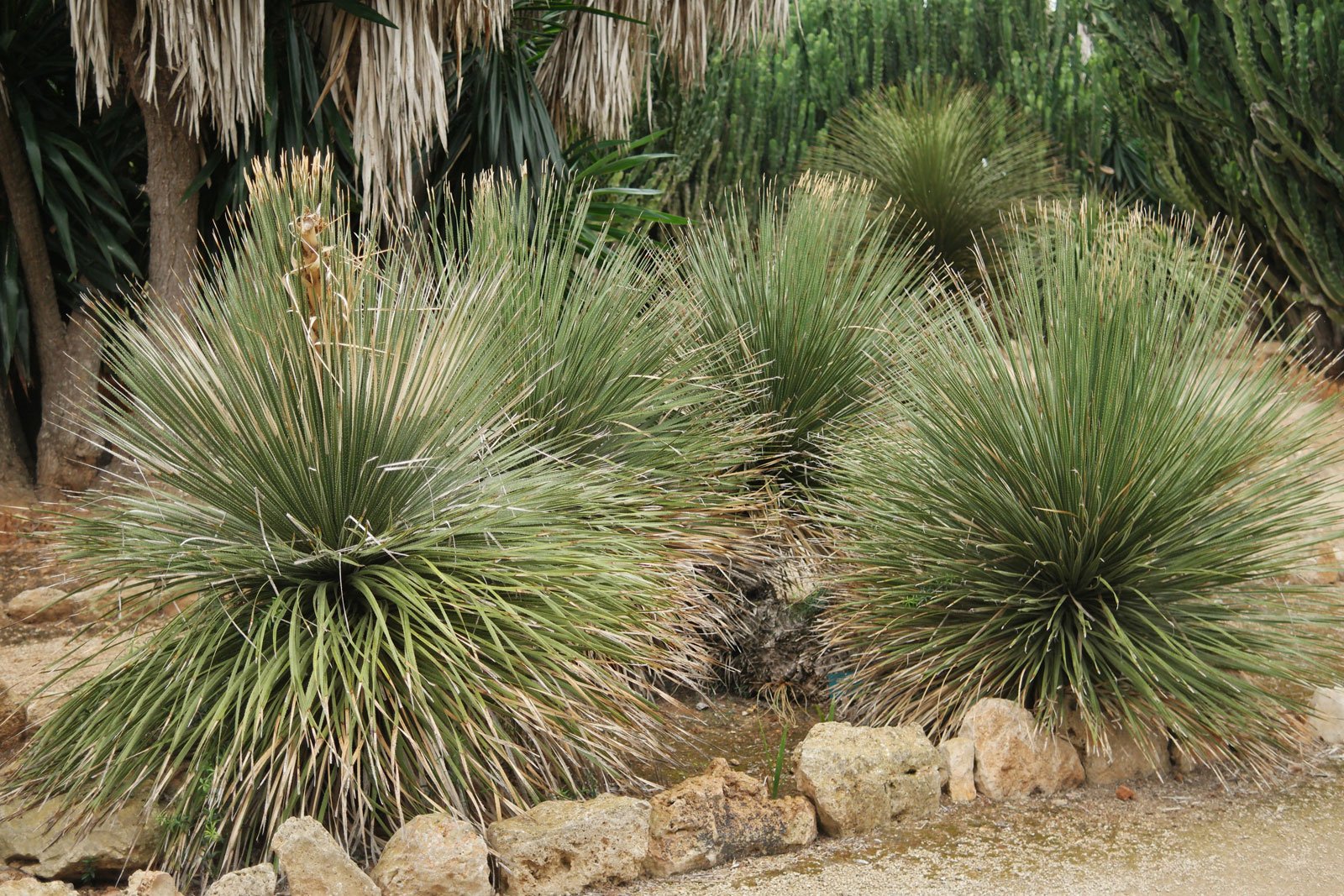 Dasylirion-serratifolium-3