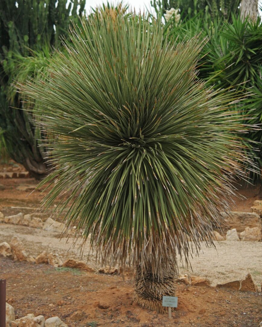Dasylirion-serratifolium-6