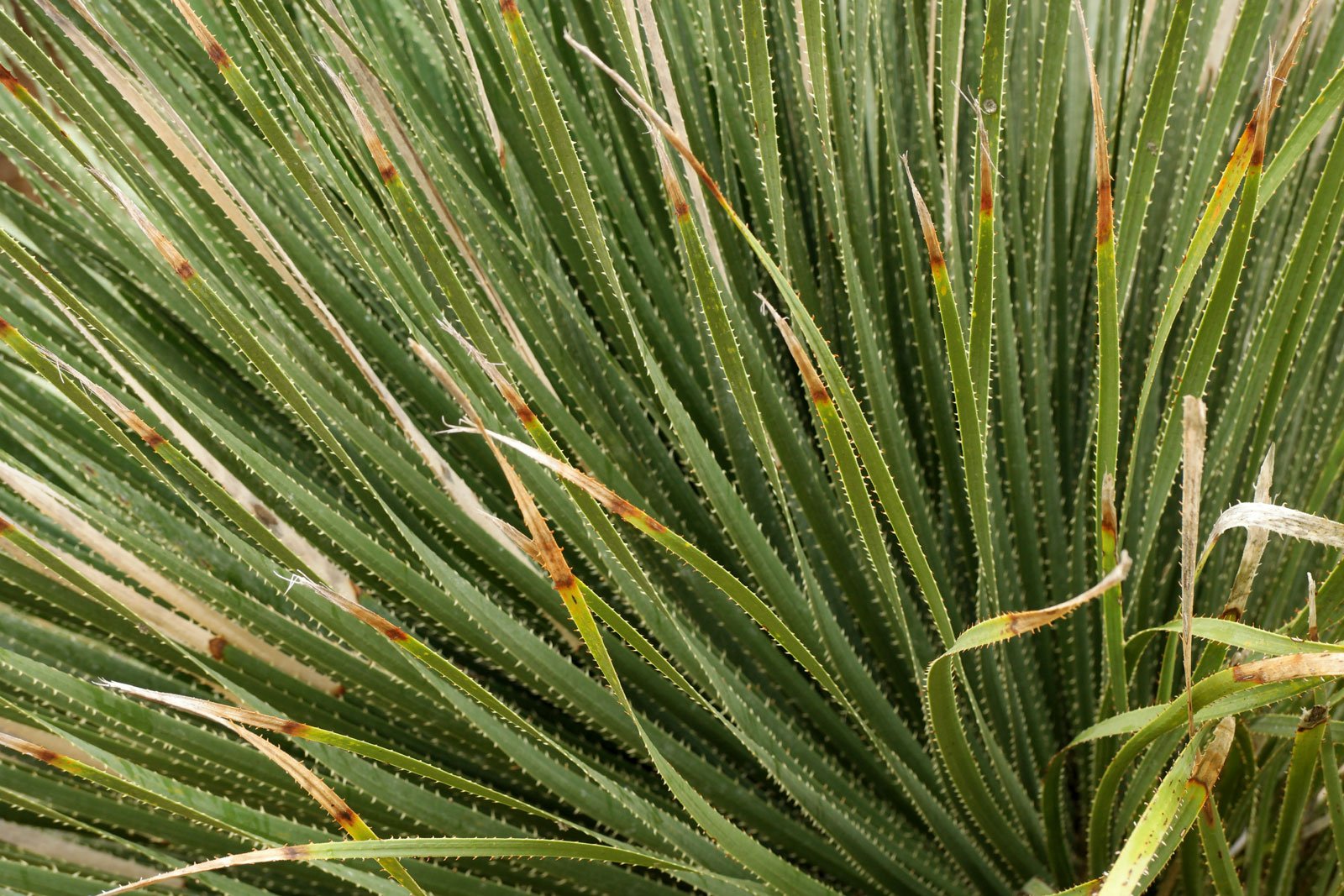 Dasylirion-serratifolium-7