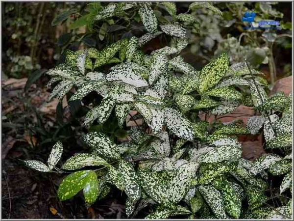 Dracaena-godseffiana