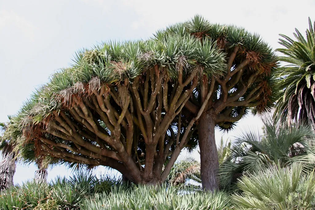 Dragoeiro-Um-Guia-Completo-Desta-Planta