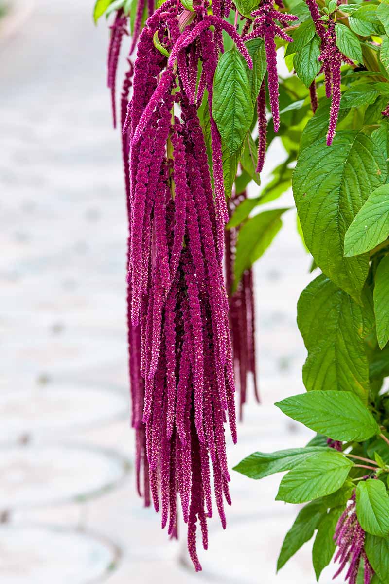 Dramatic-Love-Lies-Bleeding-in-the-Garden