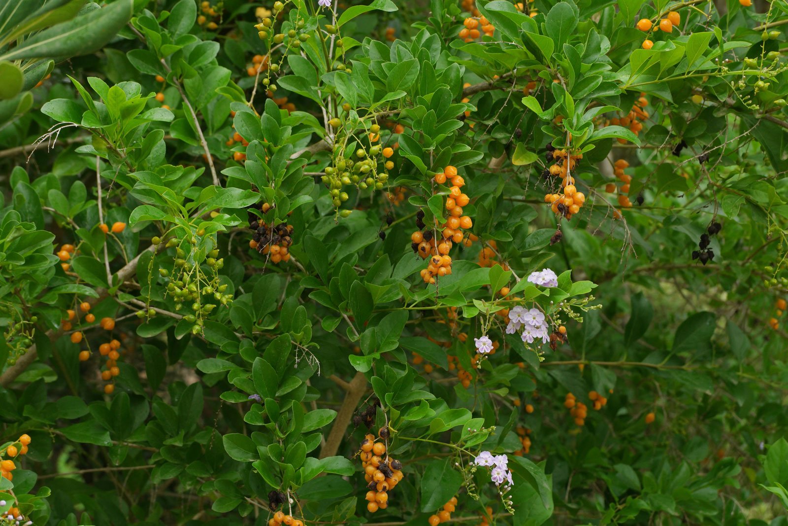 Duranta-erecta