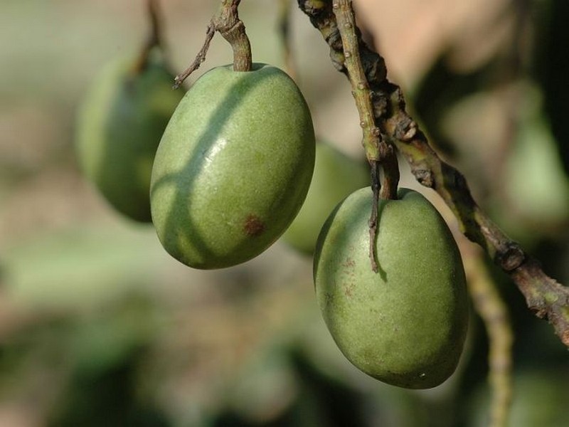 ELAEOCARPUS-SERRATUS-ViveiroOreades-Planta-00056