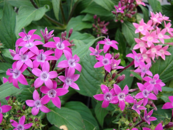 Estrela do egito rosa escuro pentas lanceolata mudas ciprest